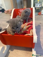 British Shorthair cats - Advert 15