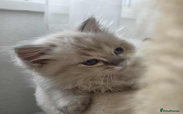 Ragdoll cats for sale: 🐾🌸STUNNING KITTENS| ONE LEFT!|🌸🐾 - Image 18