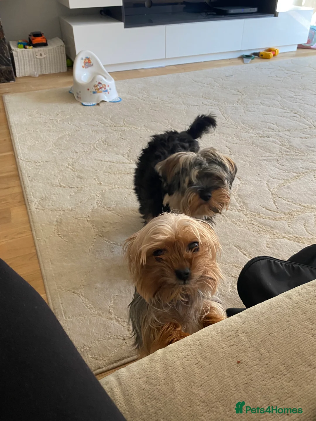 Yorkshire Terrier dogs for sale: 2 Yorkshire terriers  in Broxbourne - Advert 1