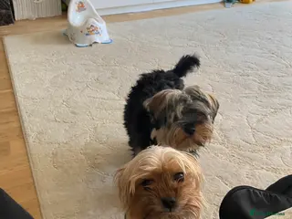 Yorkshire Terrier dogs 2 Yorkshire terriers in Broxbourne - Advert 2