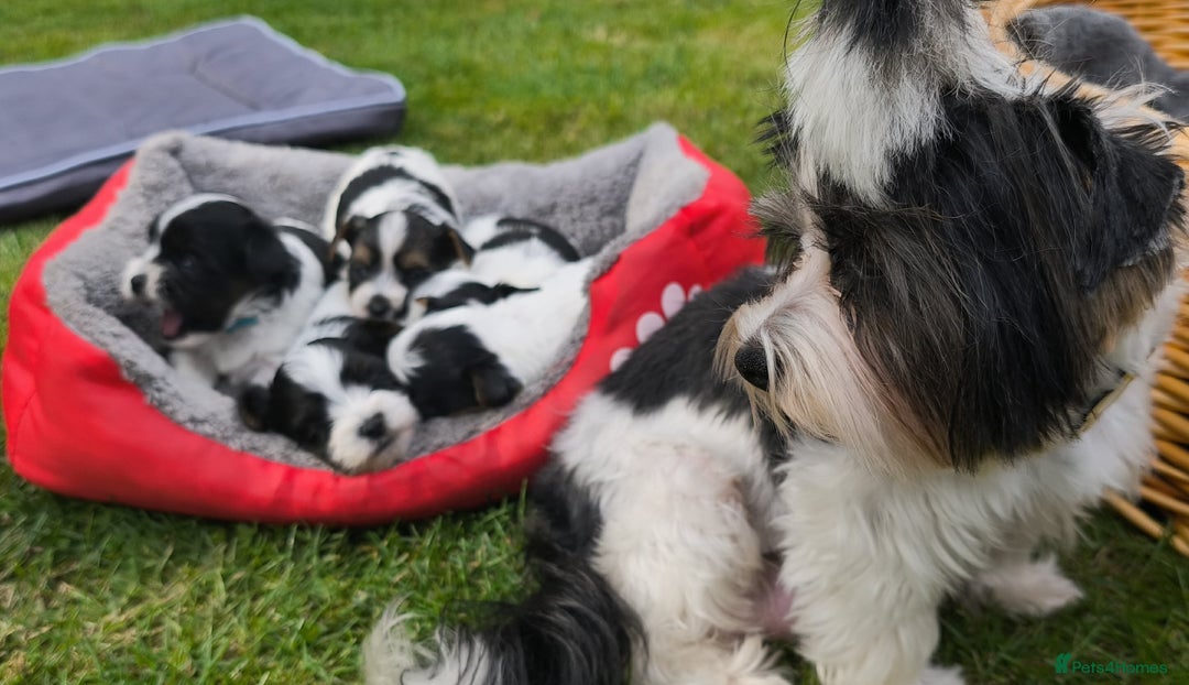 Biewer Terrier dogs for sale: Biewer Tereier - Image 8