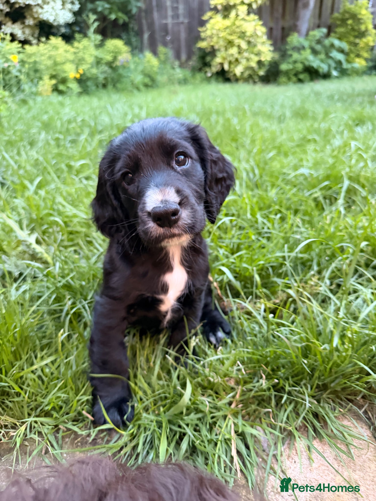 Cocker Spaniel dogs READY TO LEAVE BOY KC W Cocker Spaniel Pups - Advert 4