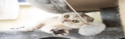 Scottish Fold cats for sale: Scottish Straight/British longhair  - Advert 4