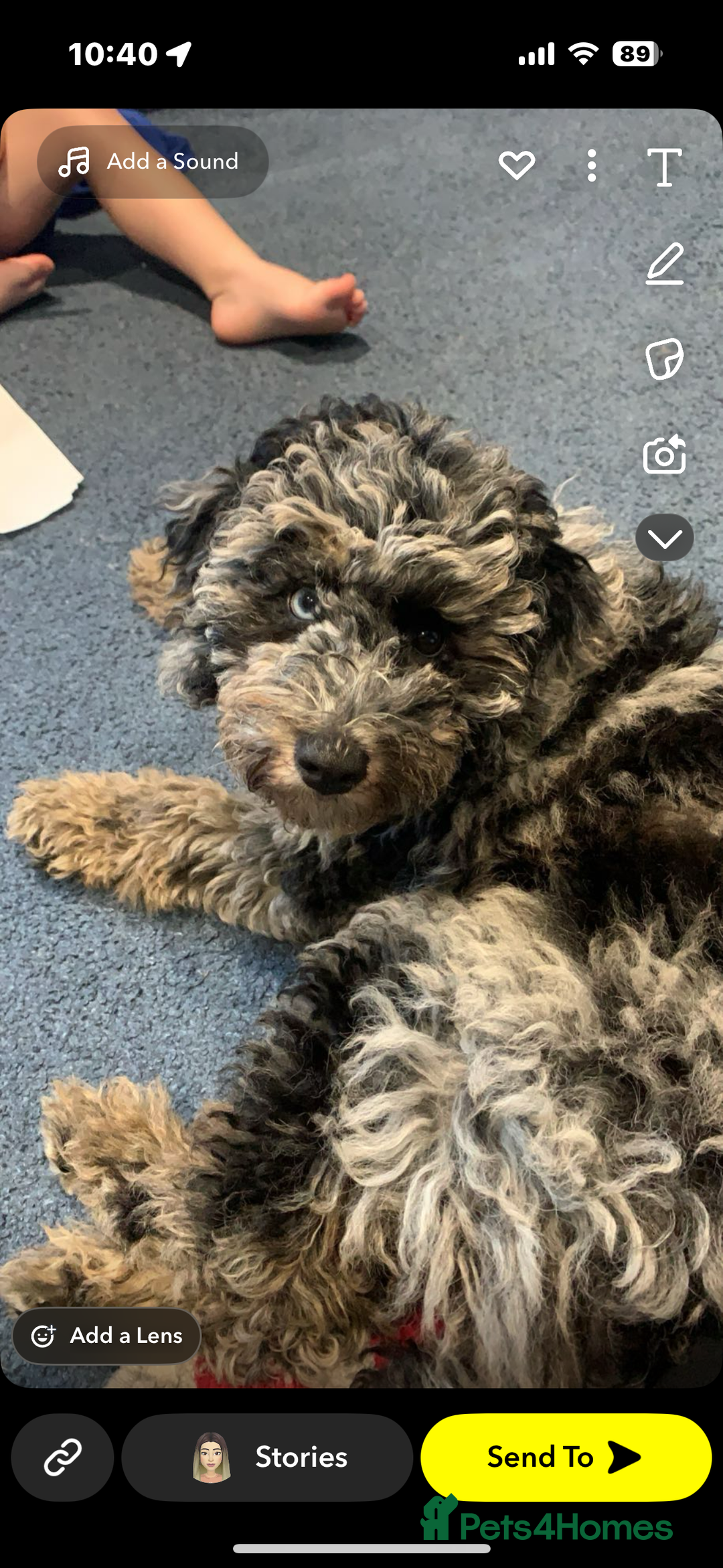 Cockapoo dogs for sale: Mother and daughter looking for new home  - Advert 5