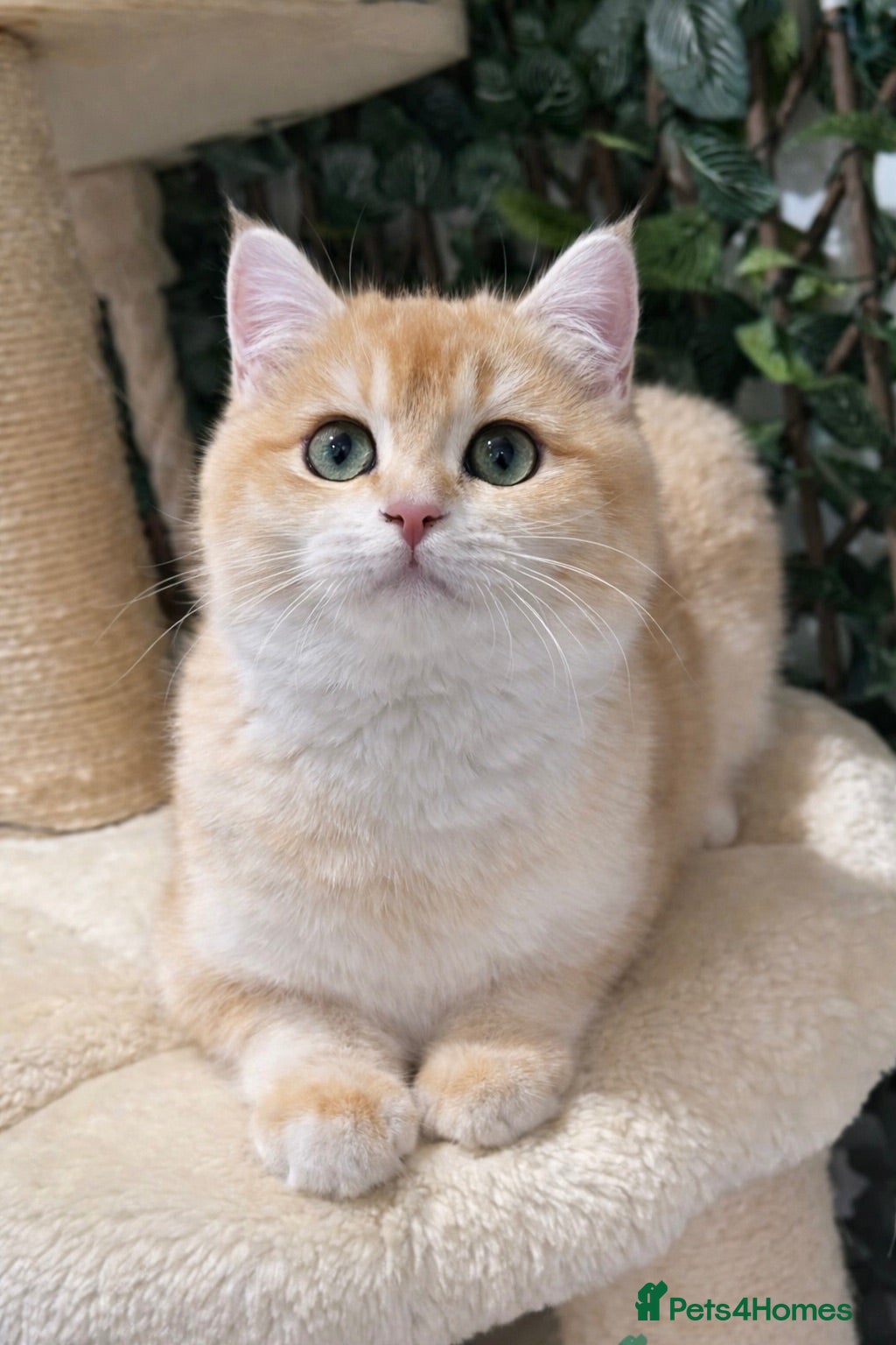 British Shorthair cats Pedigree chinchilla golden kittens ✨ black golden - Advert 3