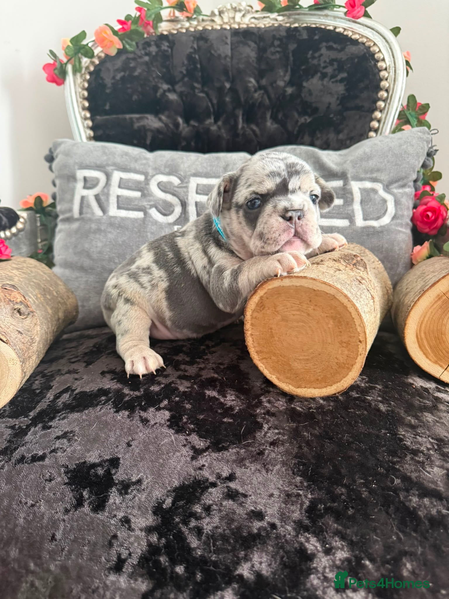 French Bulldog dogs 6 Adorable French Bulldog Puppies £1500 - Advert 1