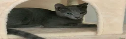 Russian Blue cats for sale: Ocean – Gentle Young Russian Blue w/ Emerald Eyes - Advert 2