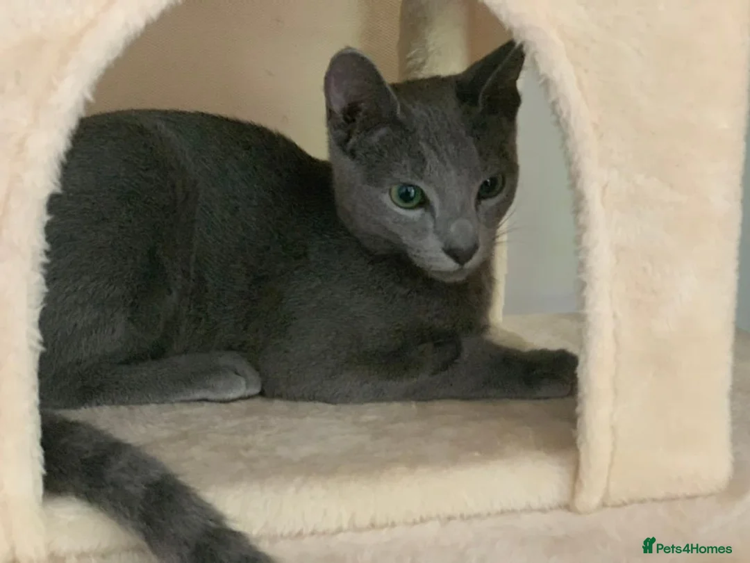 Russian Blue cats for sale: Ocean – Gentle Young Russian Blue w/ Emerald Eyes - Advert 2