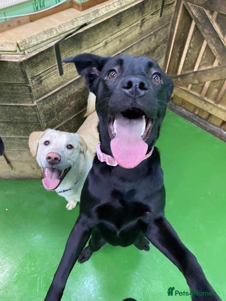 Mixed Breed dogs Male & Female Labrador x Staff - Advert 1