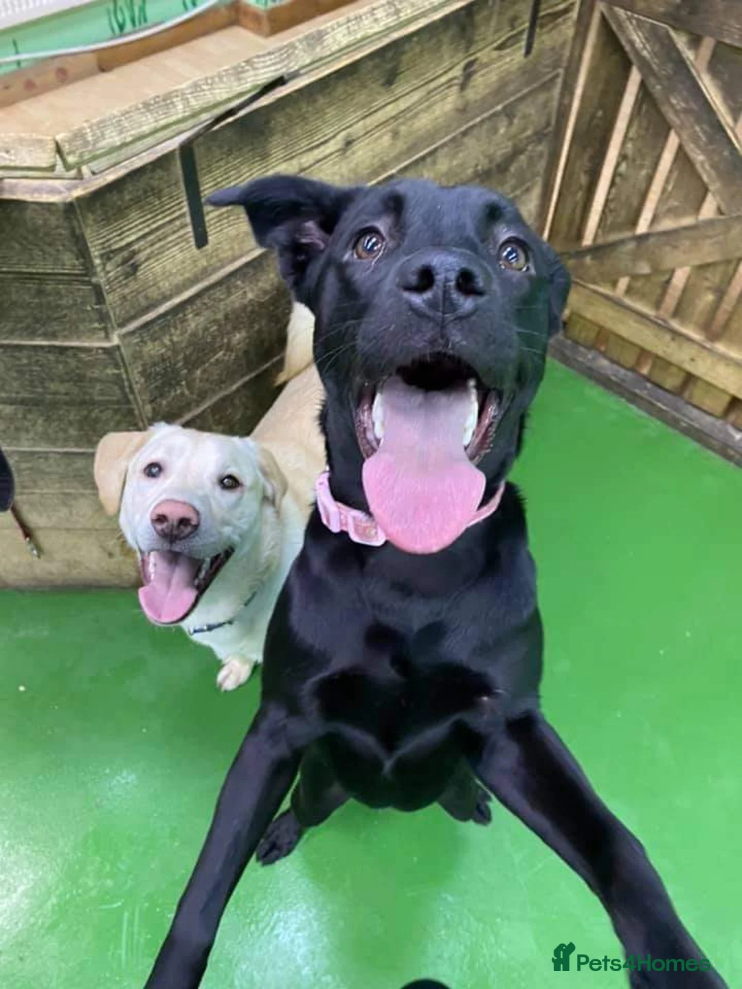 Mixed Breed dogs for sale: Male & Female Labrador x Staff - Advert 1