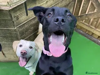 Mixed Breed dogs Male & Female Labrador x Staff - Advert 16