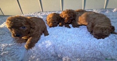 Miniature Poodle dogs - Advert 3