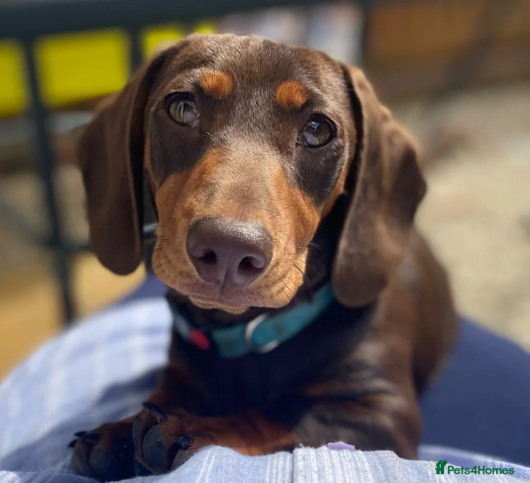 Miniature Dachshund dogs for stud: PROVEN MINIATURE DACHSHUND STUD in Faringdon - Advert 4