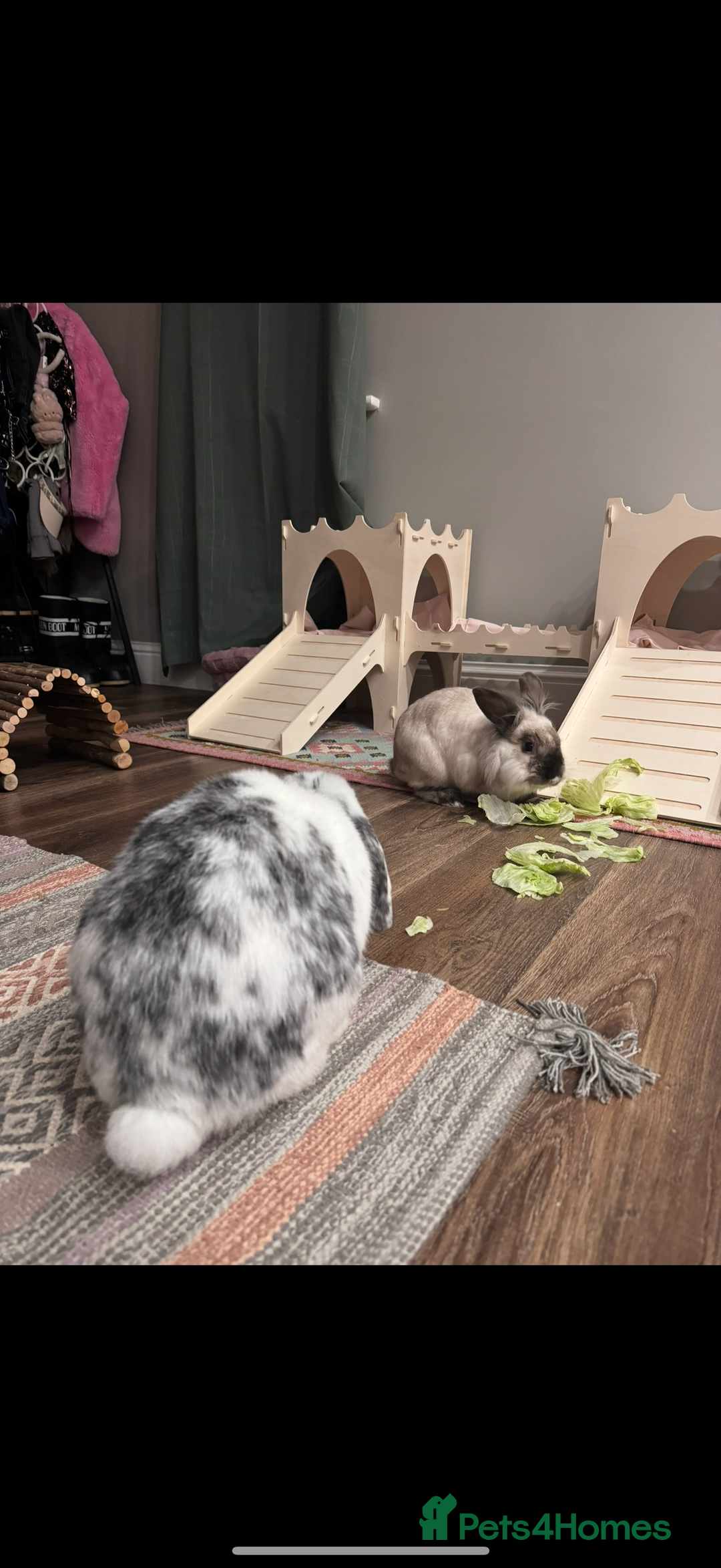 English Lop rabbits for sale: Neutered/Spayed Girl Looking for new home ASAP - Image 4