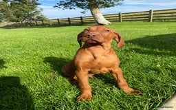 Hungarian Vizsla dogs for sale: *Bruno* Top class bred male Vizsla pup in Barnard Castle - Image 4