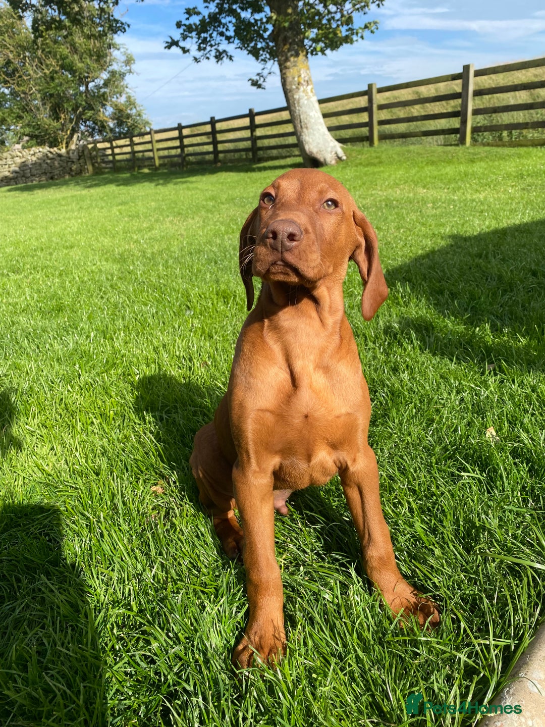 Hungarian Vizsla dogs for sale: *Bruno* Top class bred male Vizsla pup in Barnard Castle - Image 4