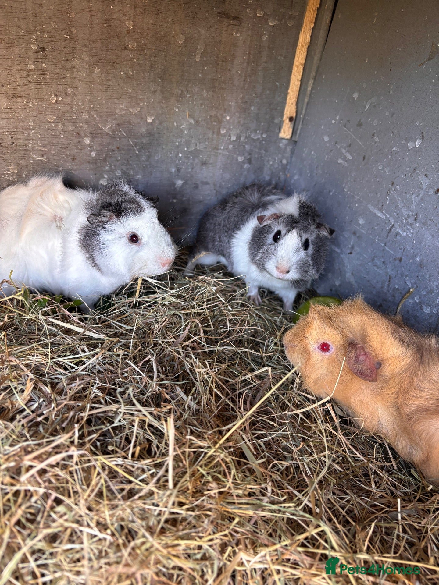 Guinea Pig rodents 3 Female Guinea Pigs For Sale  - Advert 1