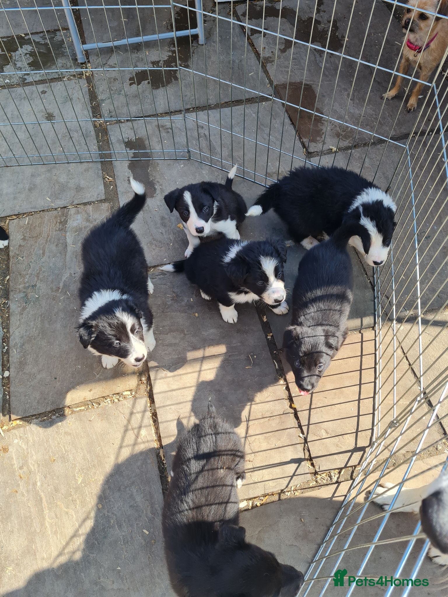 Border Collie dogs Border Collie Pups - Advert 5