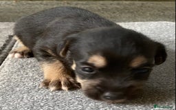 Jack Russell dogs for sale: 6 Jack Russell Puppies  - Advert 9