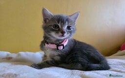 Mixed Breed cats for sale: Gorgeous 2 Girls and 3 boys For sale - Image 3