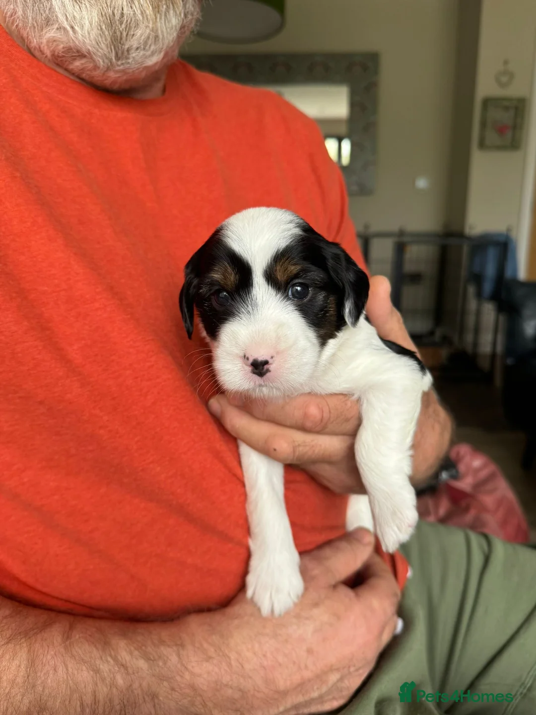 Tibetan Terrier dogs for sale: 7 tibetan terrier puppies.  in Leighton Buzzard - Advert 2