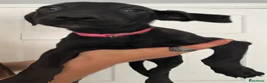 Mixed Breed 7 (Baby Pink Collar)