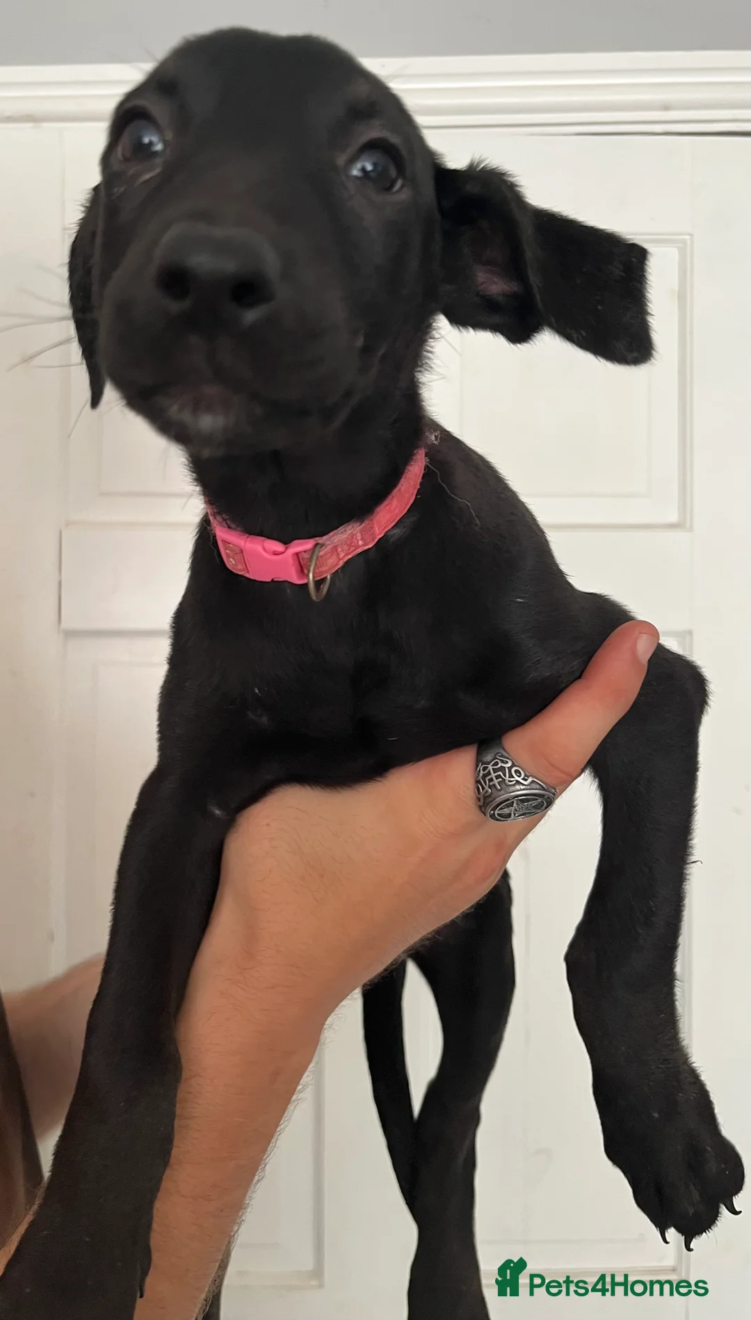 Mixed Breed dogs for sale:  **Only 8 left** Belgian Malinois x Dobermann pups - Advert 2