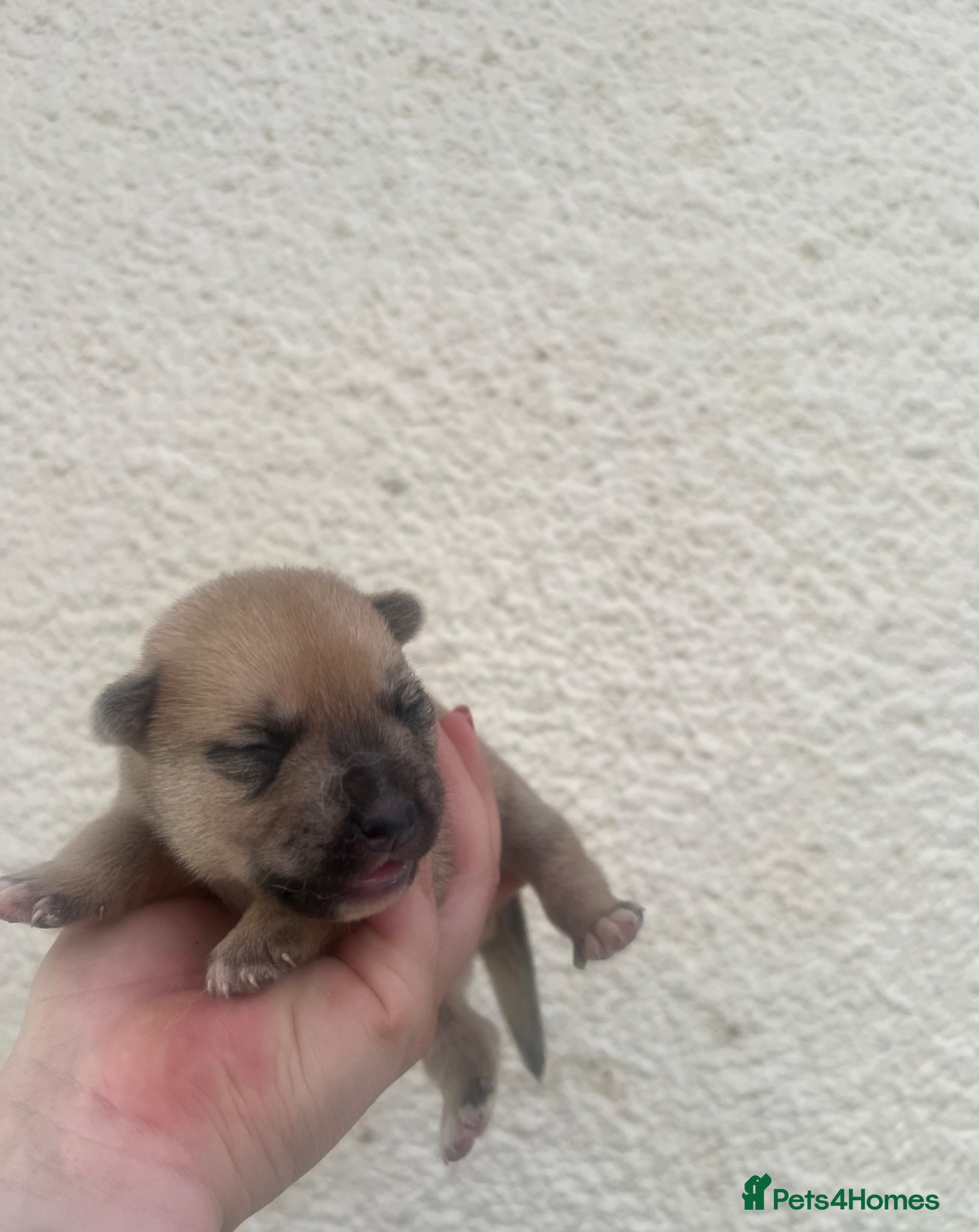 Mixed Breed dogs for sale: 7 beautiful Malkita x puppies with unique colours  - Advert 13