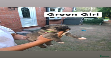 Mixed Breed dogs - Advert 3