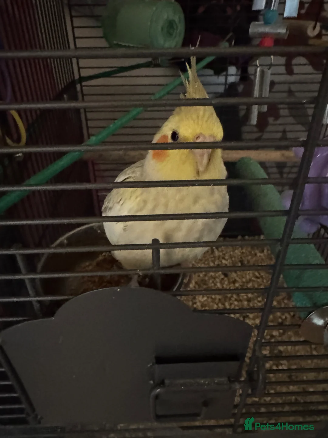 Cockatiels birds for sale: Friendly Cockatiel  - Advert 2