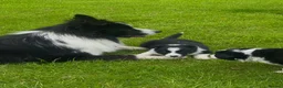 Border Collie dogs for sale: ⭐️ 2 Beautiful Female Border Collie Pups Left ⭐️ - Advert 2