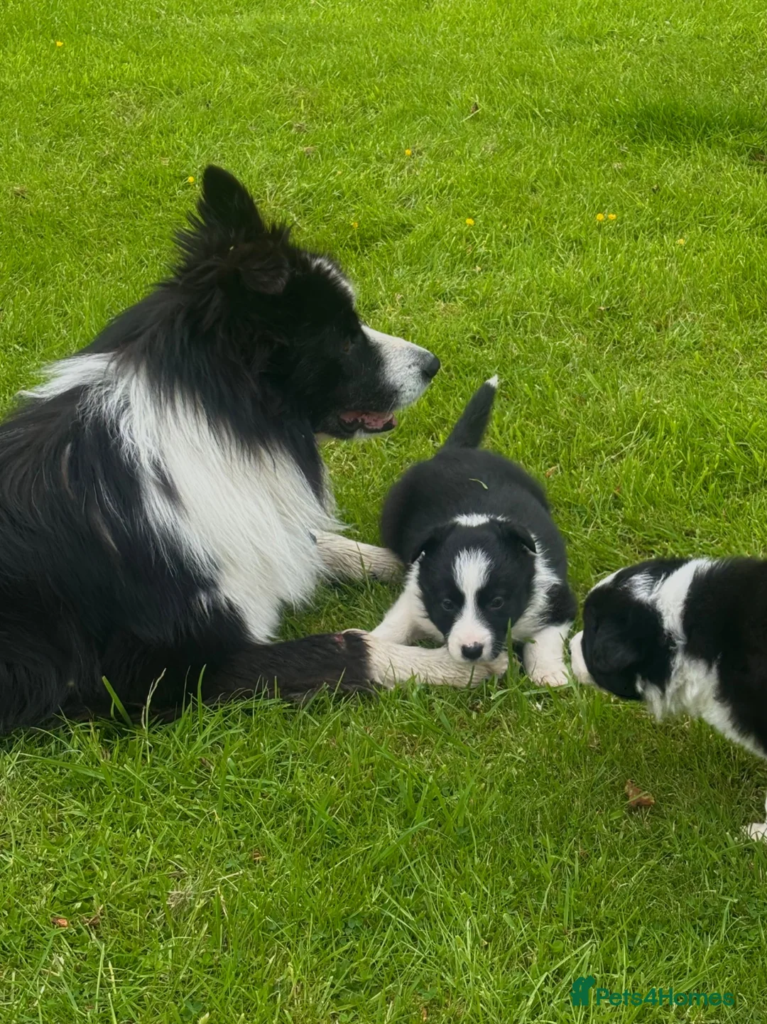 Border Collie dogs for sale: ⭐️ 2 Beautiful Female Border Collie Pups Left ⭐️ - Advert 2