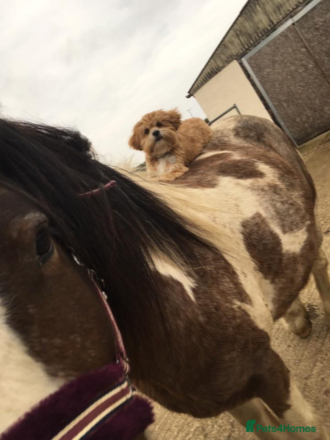Lhasa Apso dogs for sale: 3rd generation Lhasa poo puppies  - Image 16