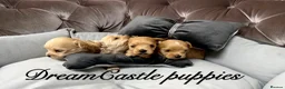 Maltipoo dogs for sale: Tiny maltipoo puppies Asian poodle dad  - Advert 22