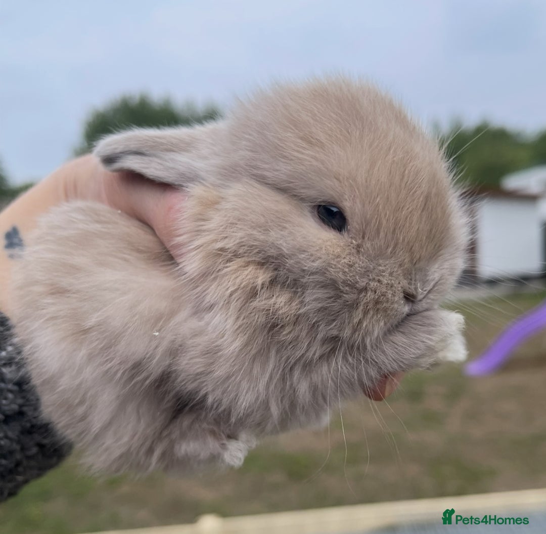 Mini Lop rabbits for sale: Baby mini lops ready to reserve !! - Image 38