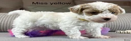 Maltipoo dogs for sale: BEAUTIFUL MALTIPOOS FROM DNA TESTED CLEAR PARENTS  - Advert 8