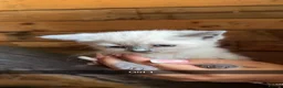 Ragdoll cats for sale: Stunning Ragdoll kittens  - Advert 5