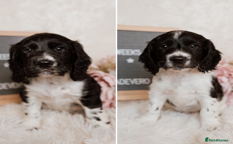 Cocker Spaniel dogs - Advert 2