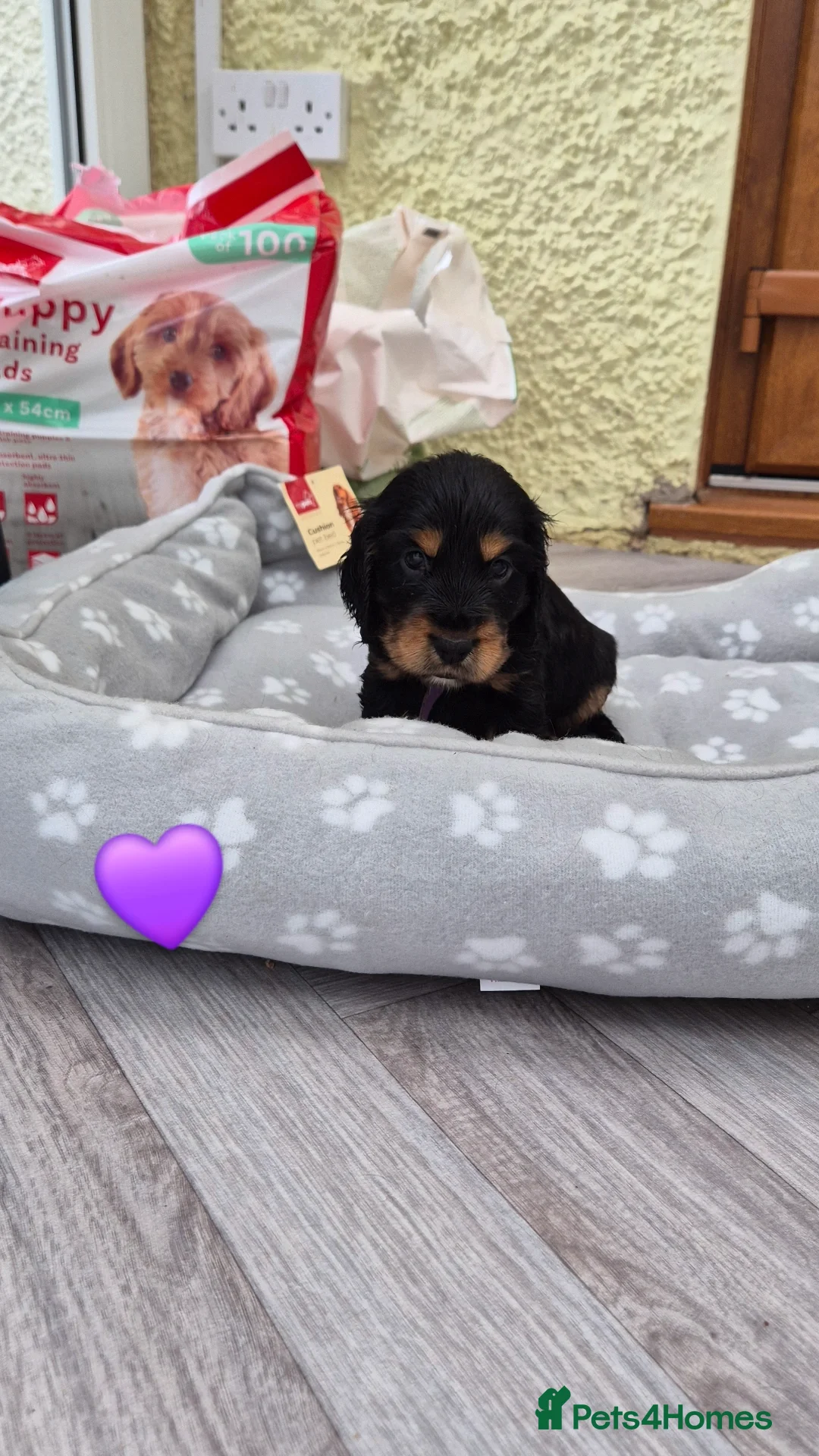 Cocker Spaniel dogs for sale: Kc show cocker spaniel puppies - Image 9