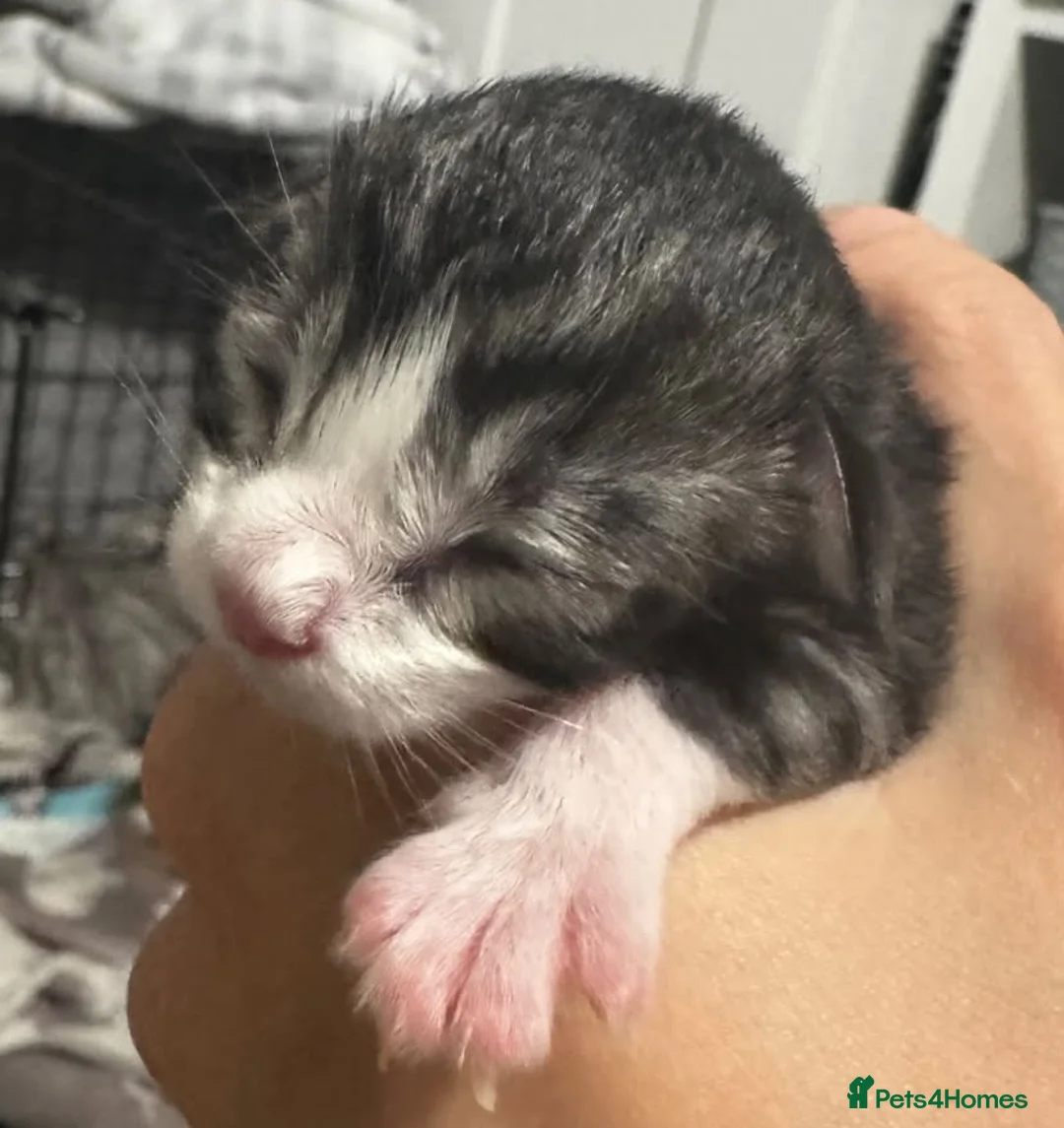 Maine Coon cats for sale: Maine coon mix male kitten  - Advert 5