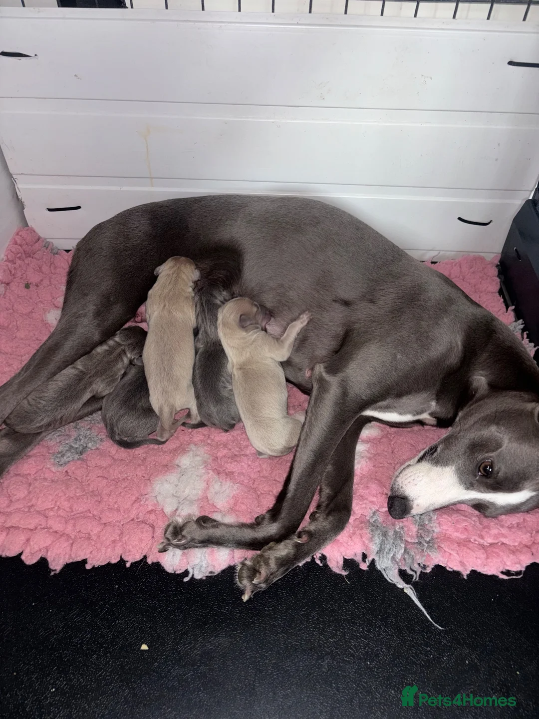 Mixed Breed dogs for sale: Whippet x Italian Greyhound Puppies  - Advert 13