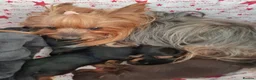 Yorkshire Terrier dogs for sale: Charming Yorkshire Terrier Puppies - Advert 40