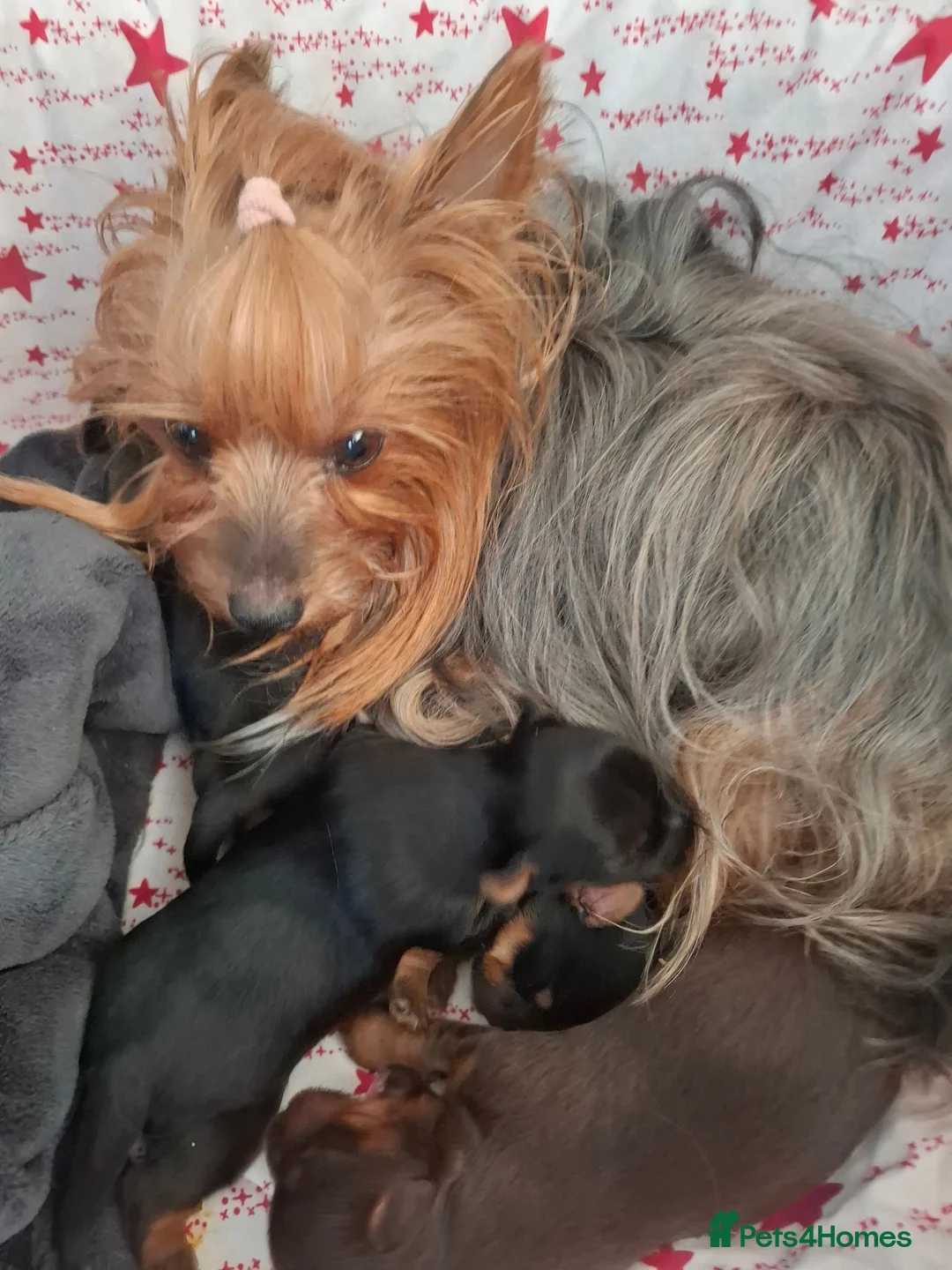 Yorkshire Terrier dogs for sale: Charming Yorkshire Terrier Puppies - Advert 40