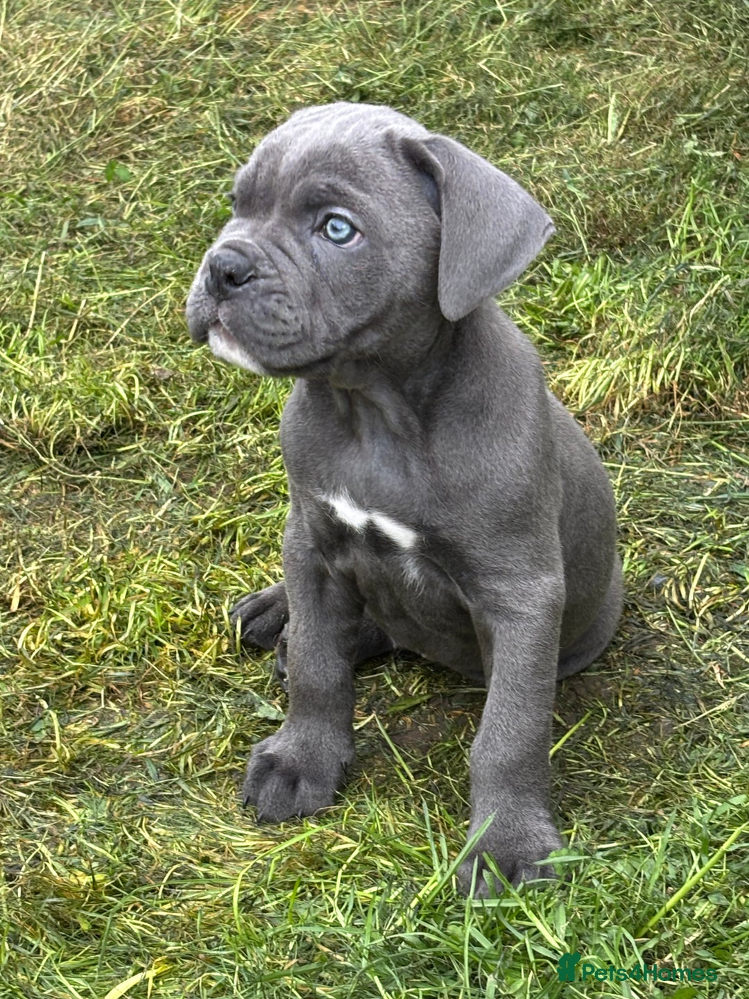 Mixed Breed dogs for sale: canó corso cross british bulldog stunning colours  - Image 34