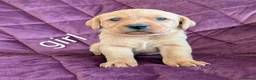 Labrador Retriever dogs for sale: Kc registered labrador puppies - Advert 10
