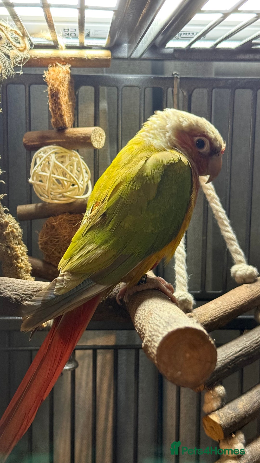 Conures birds for sale: 6 months old pineapple conure - Advert 2