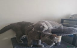British Shorthair cats for sale: Beautiful BSH (2 Males & 2 Females, Blue & Lilac) - Image 13