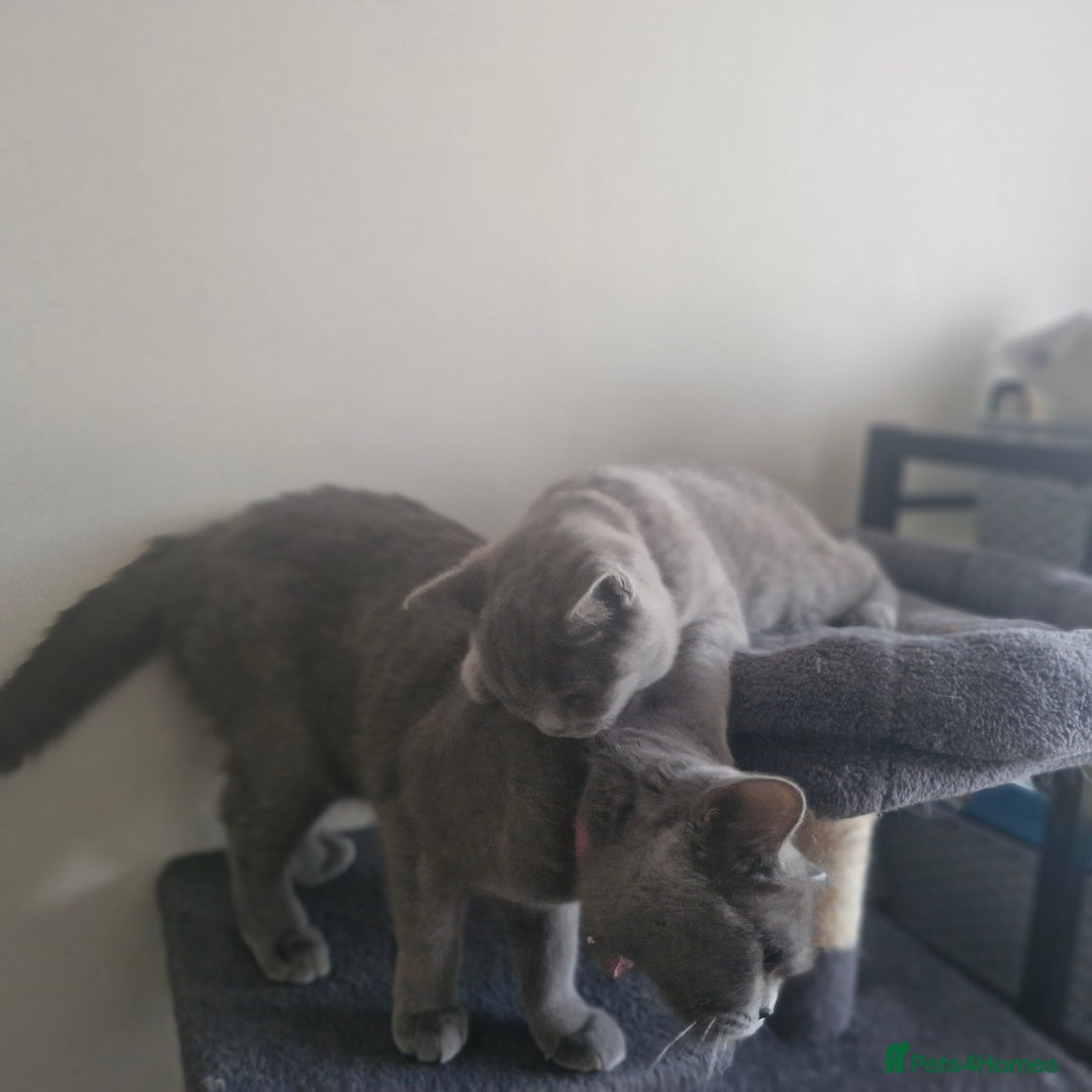 British Shorthair cats for sale: Beautiful BSH (2 Males & 2 Females, Blue & Lilac) - Image 13