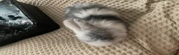 Mixed Breed rabbits for sale: Male baby bunny - Advert 7