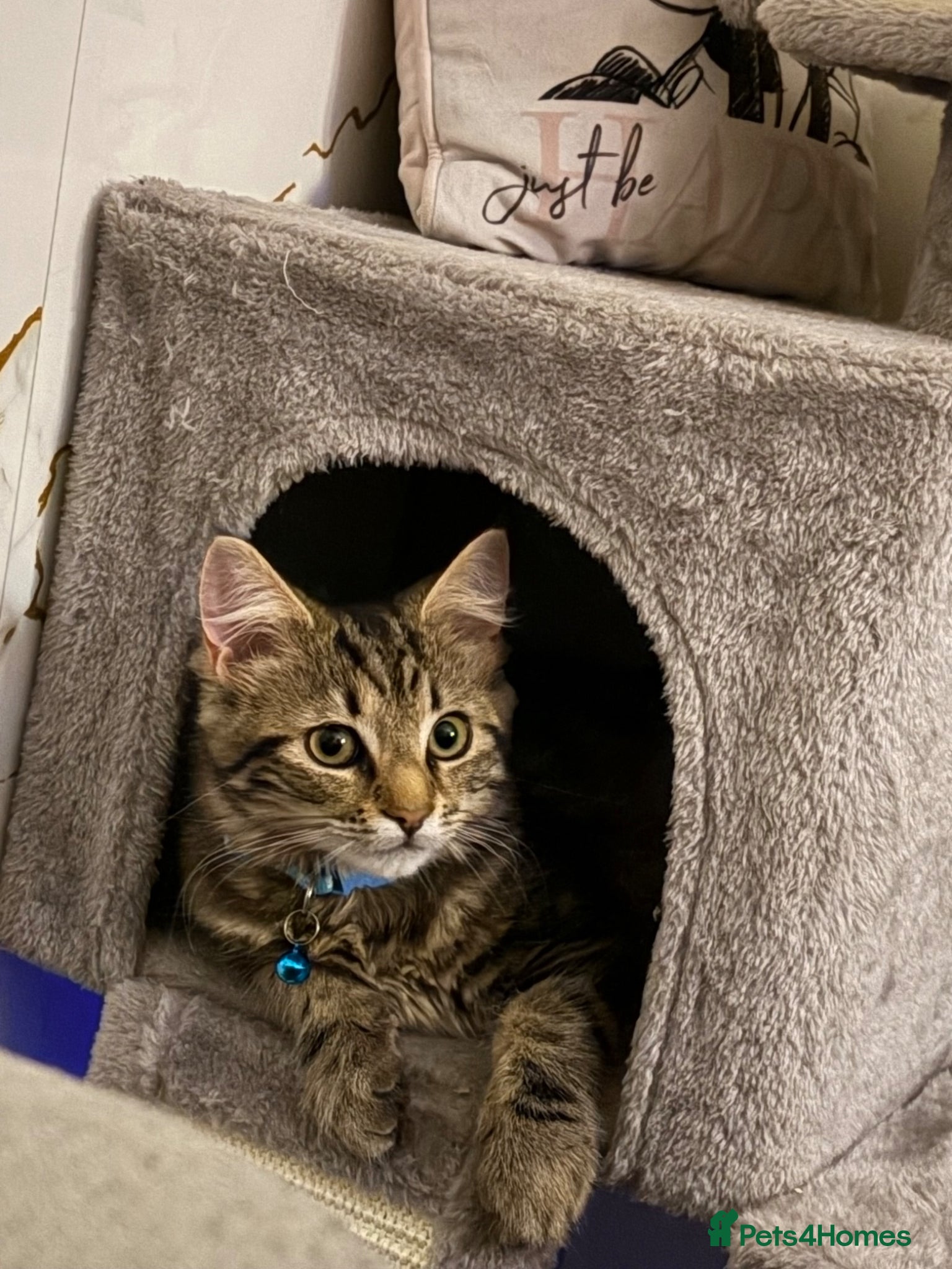 Mixed Breed cats Male Kitten *tailless* - Advert 2